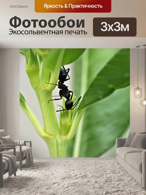Фотообои Черный муравей