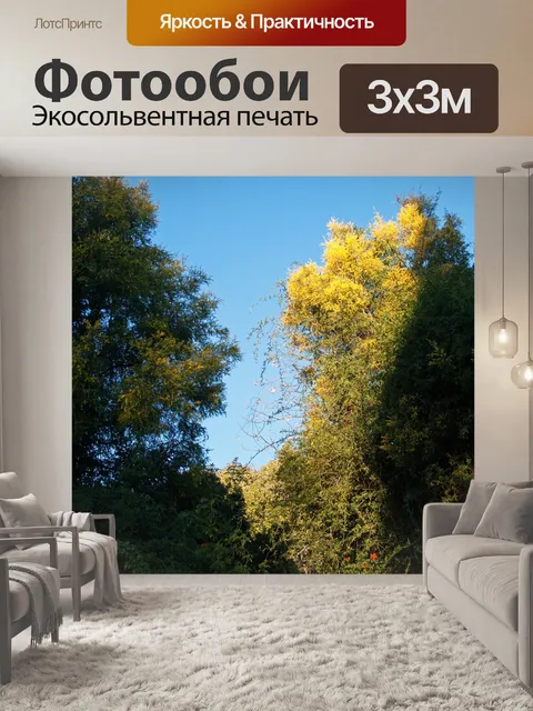 Фотообои Свет в верхней части дерева