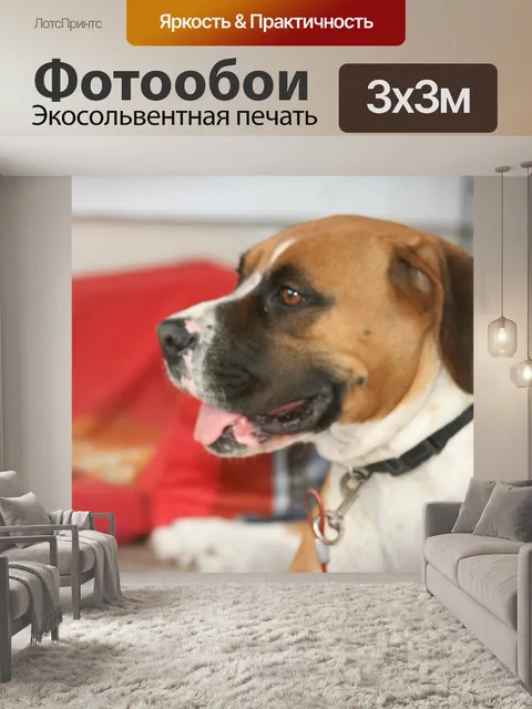 Фотообои Боксер собака