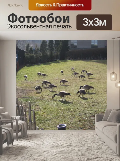 Фотообои Гуси