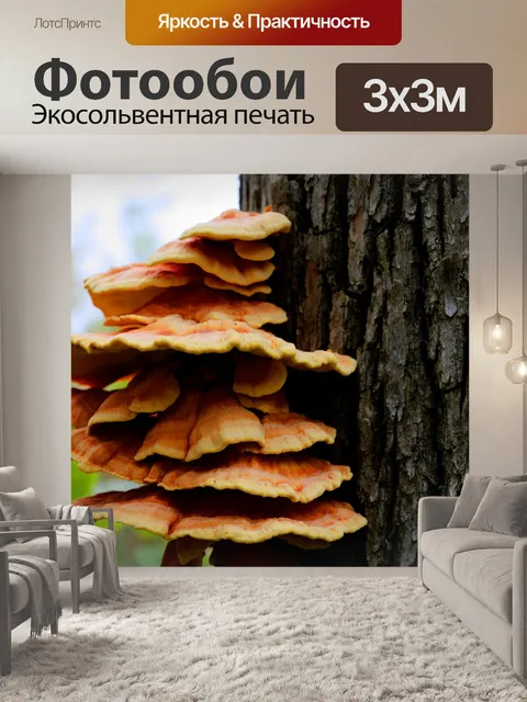 Фотообои Древесный гриб