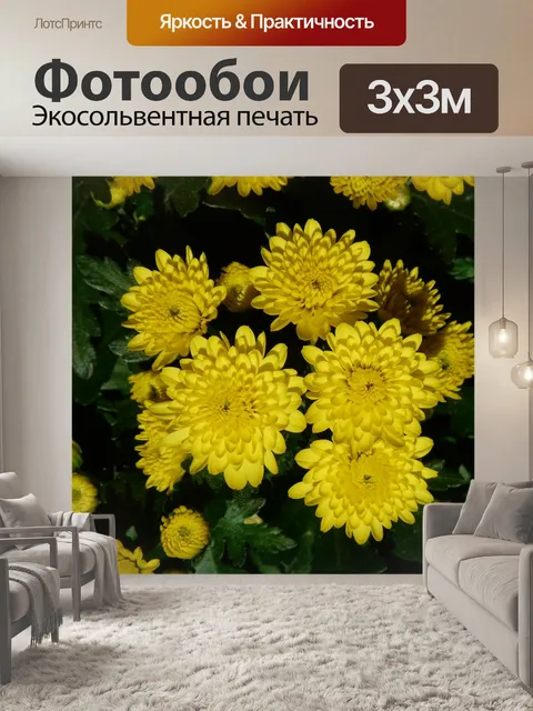 Фотообои Садовые хризантемы