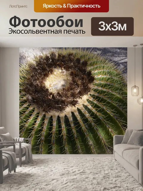 Фотообои Золотой бочонок кактус