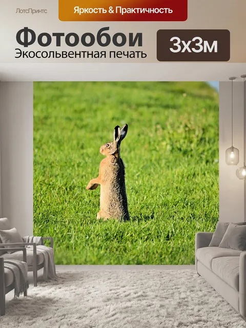 Фотообои Заяц