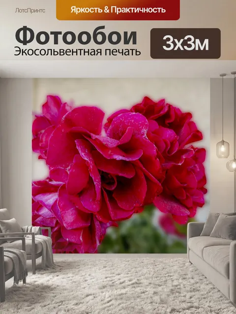 Фотообои Темно-розовая роза куст
