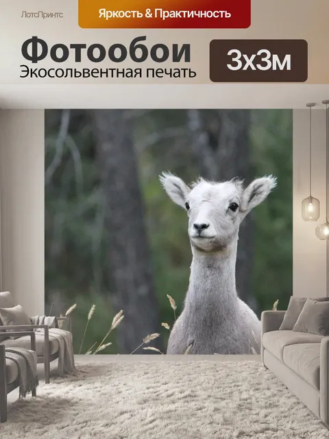 Фотообои Снежный баран