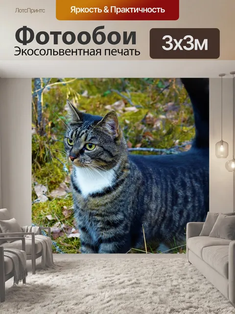 Фотообои Кот