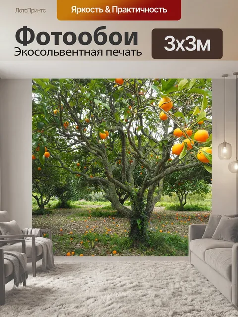 Фотообои Апельсиновое дерево