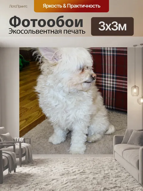 Фотообои Белый Pomapoo