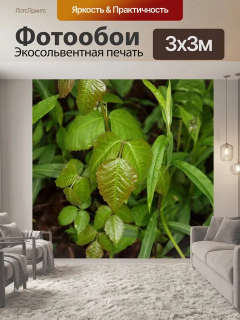 Фотообои ядовитый плющ