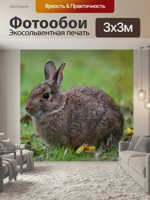 Фотообои Кролик