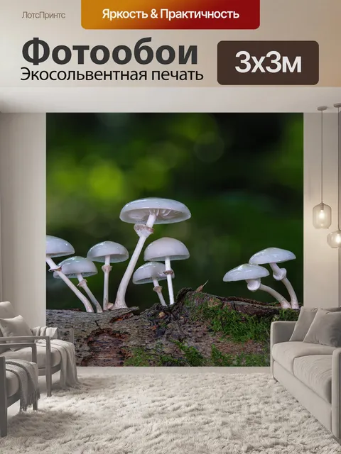 Фотообои Грибы