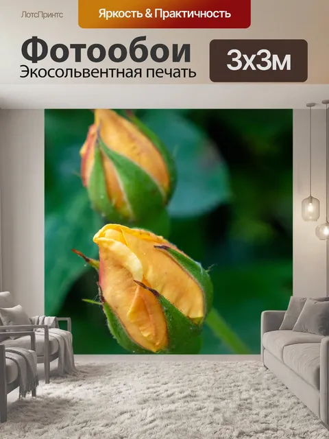 Фотообои Бутон