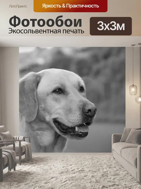Фотообои Собака