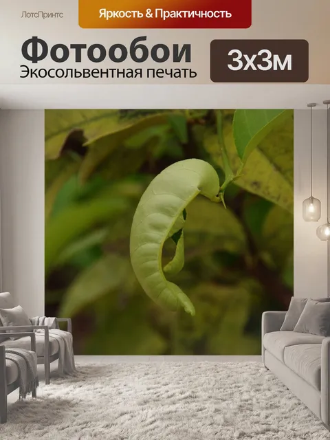 Фотообои Изогнутый лист против дерева