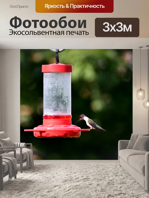 Фотообои Кормление колибри