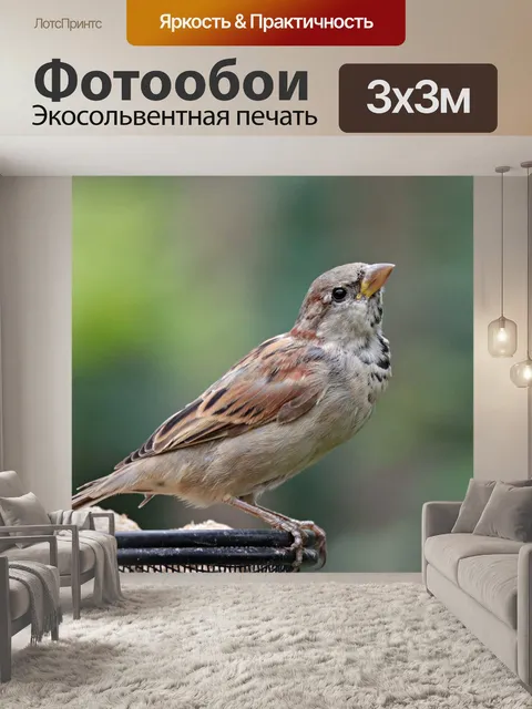 Фотообои Домовой воробей