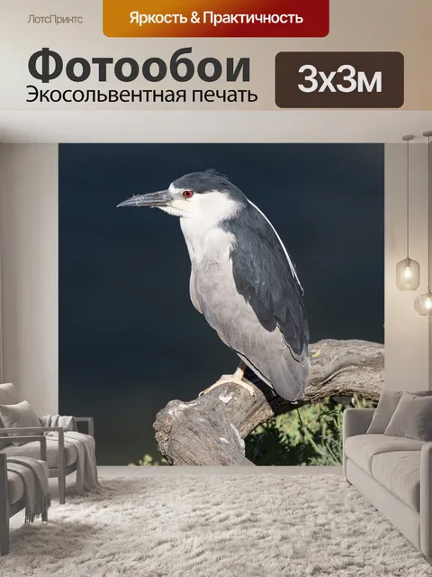 Фотообои Ночная цапля