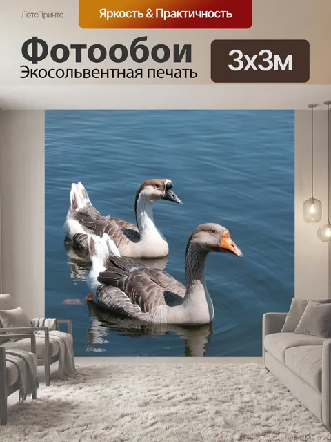 Фотообои Пара гусей на воде
