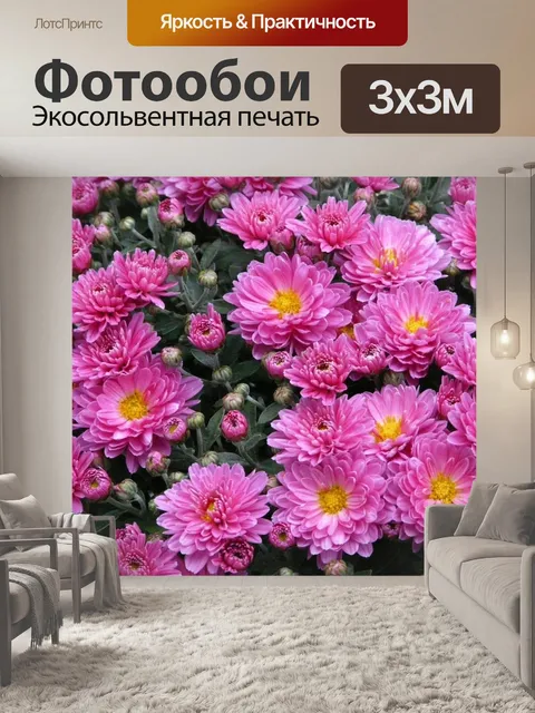 Фотообои Карликовая летняя астра
