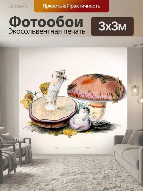 Фотообои Грибы винтаж арт старый