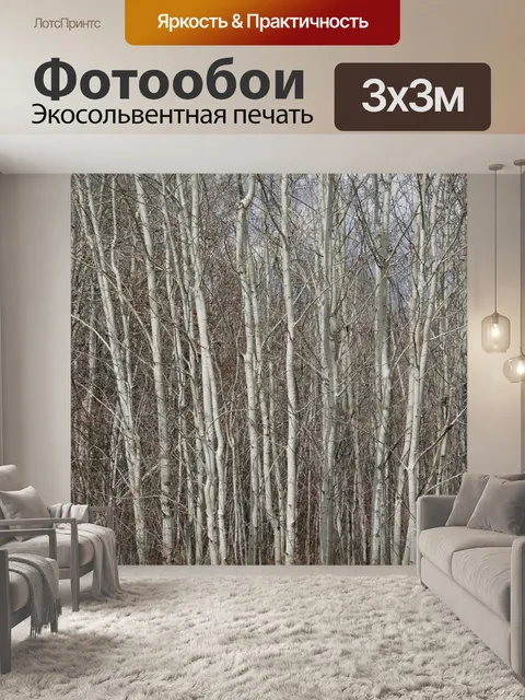 Фотообои Березы лес