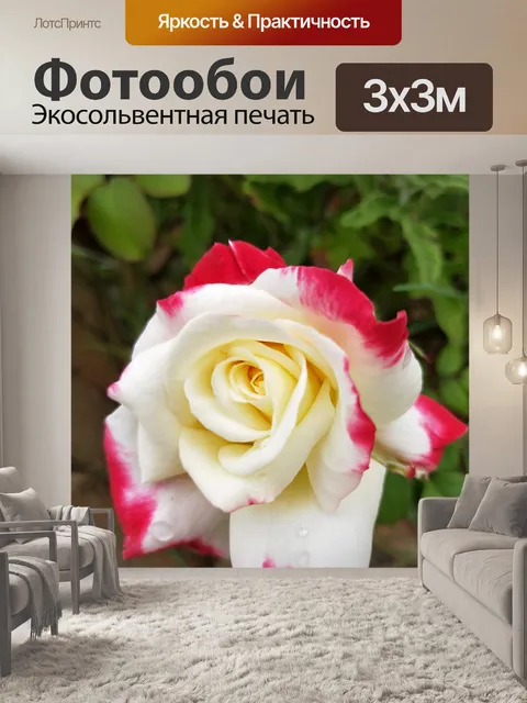Фотообои Роза с красной окантовкой