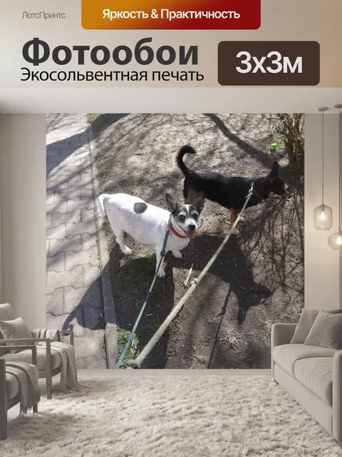 Фотообои Собака на прогулке