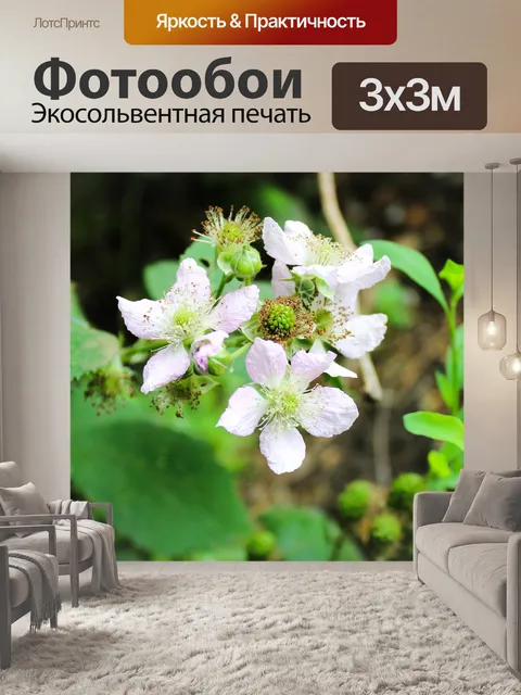 Фотообои Цветок