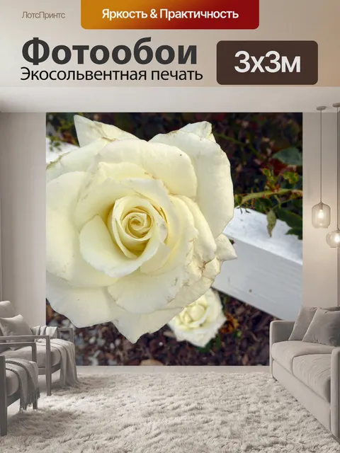 Фотообои Белая роза и Вуд изгородь