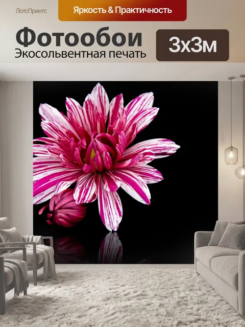 Фотообои Георгин, цветок, черный фон