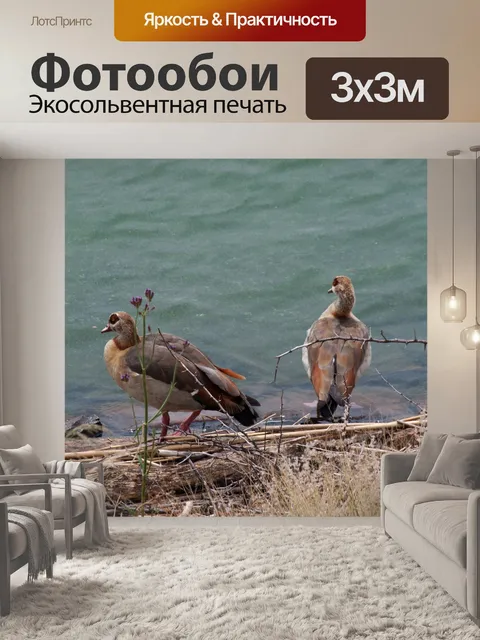 Фотообои Египетские гуси на краю плотины
