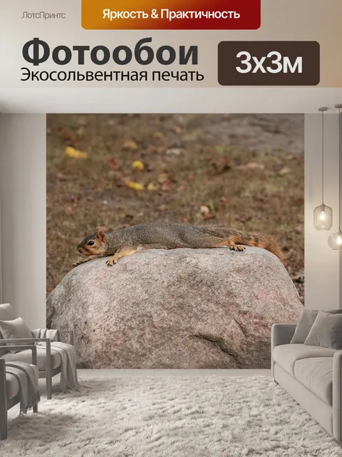 Фотообои Белка