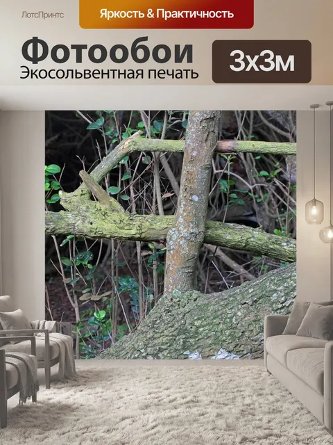 Фотообои мох и лишайник на мертвой древесине в ле