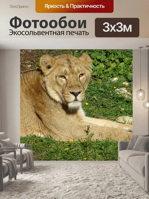 Фотообои Львица