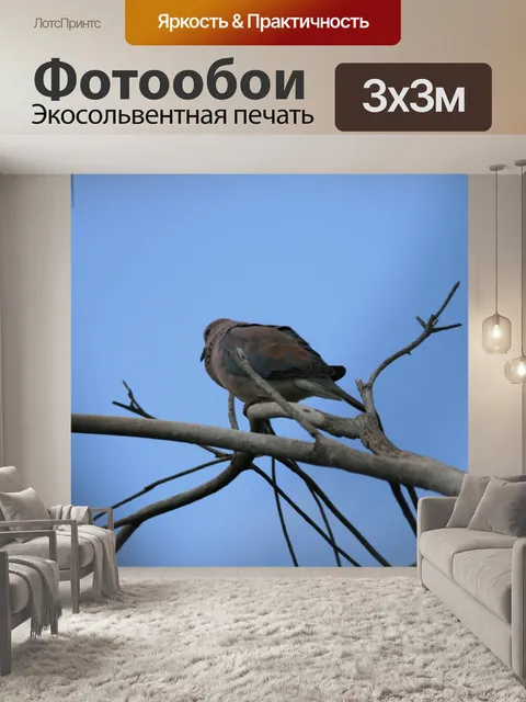 Фотообои Смеясь голубя на ветке