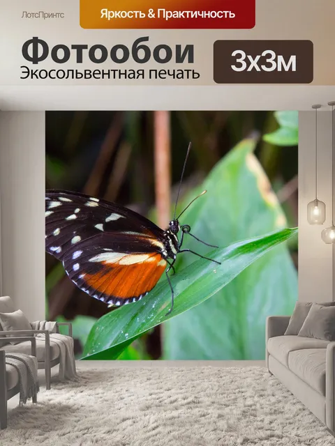 Фотообои бабочка
