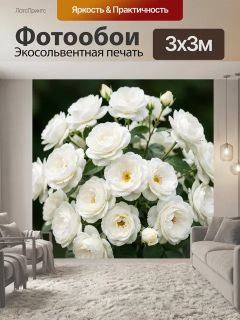 Фотообои Белые садовые розы крупным планом