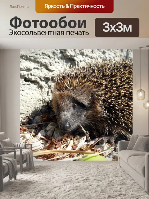 Фотообои Ежик