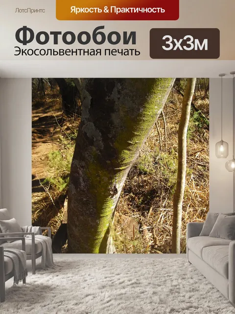 Фотообои солнечный свет на ростках лишайников на