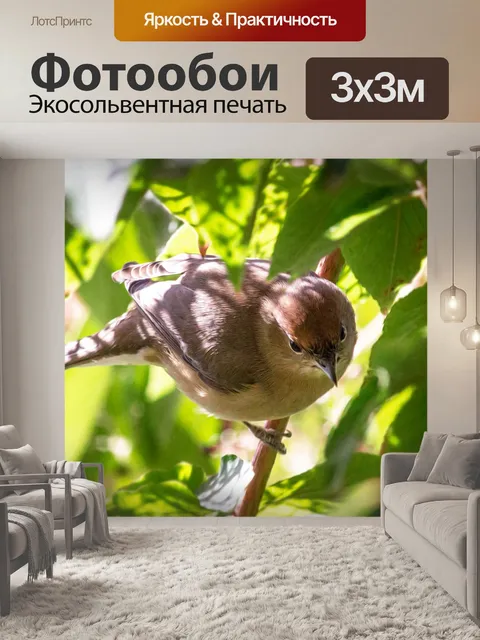 Фотообои Птица
