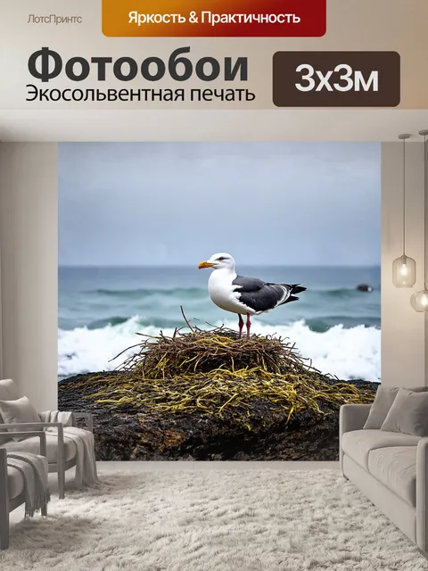 Фотообои на скале, покрытой морскими водорослями, черноспинная чайка охраняет свое гнездо, с насторожённым взглядом…