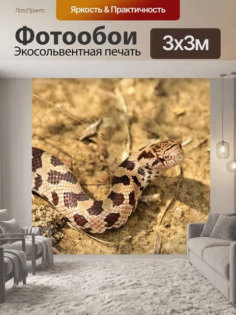 Фотообои Король прерий Змея крупным планом