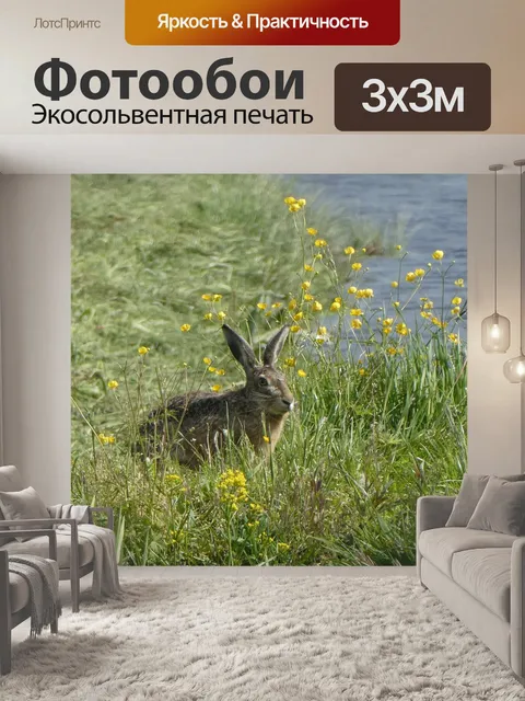 Фотообои Заяц