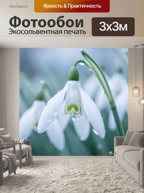 Фотообои Белоснежный подснежник с каплями росы