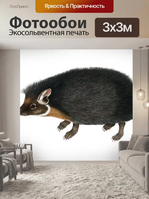 Фотообои Клипарт Ежик винтажный