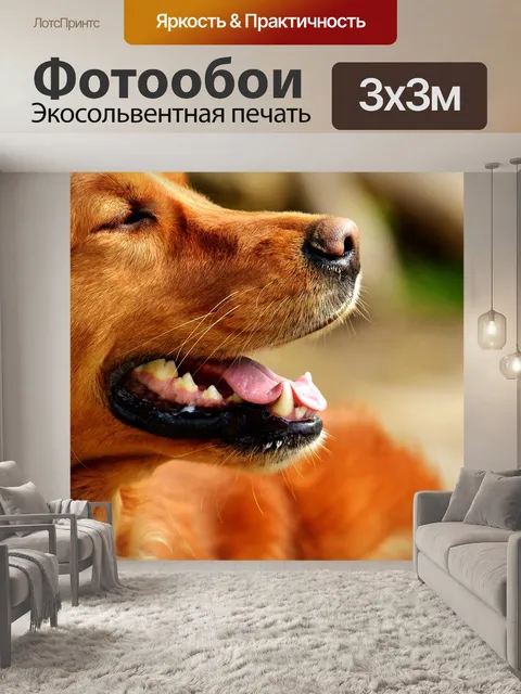 Фотообои Ирландский сеттер