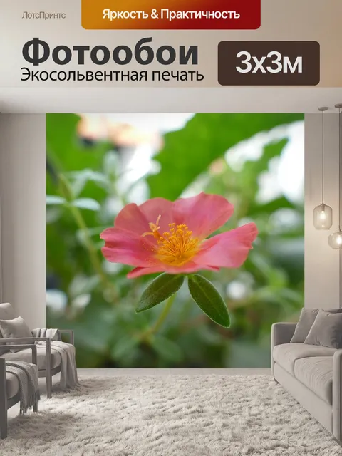 Фотообои Портулака крупноцветковая