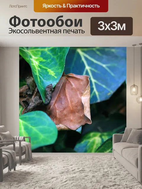 Фотообои Сухой лист плюща