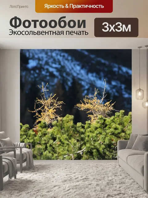 Фотообои Лиственницы